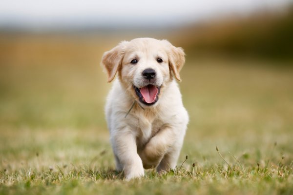 depositphotos_56467811-stock-photo-happy-golden-retriever-puppy